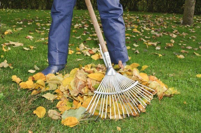 leaf collection