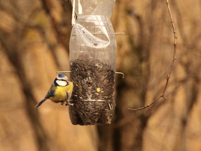 Bottle Bird Feeder